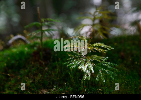 Terreno della foresta Estate nel paesaggio della foresta dall'alto immagini grandi immagini ad alta risoluzione Michigan mi negli Stati Uniti ad alta risoluzione Foto Stock
