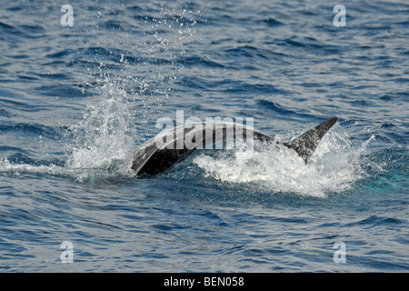 Risso, Dolphin Grampus griseus affiorante sul suo lato sinistro & destro mostra fluke, Azzorre, Oceano Atlantico. Foto Stock