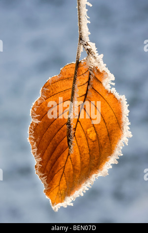 Foglia di faggio (Fagus sylvatica) coperto di brina in inverno, Belgio Foto Stock