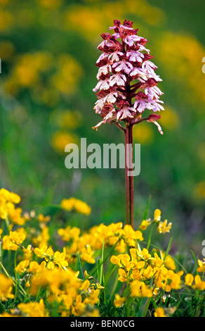 Signora orchidea (Orchis purpurea) in prato, Francia Foto Stock