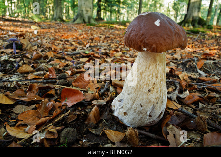 Cep / penny bun / porcino / porcini (Boletus edulis) Foto Stock