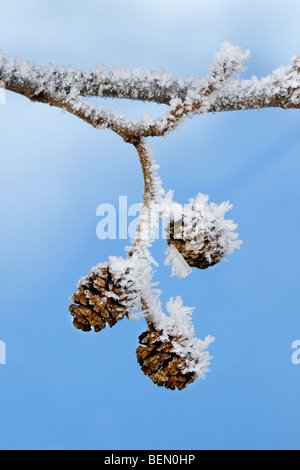 Amenti femminili di Alder (Alnus sp.) coperto di brina in inverno, Belgio Foto Stock