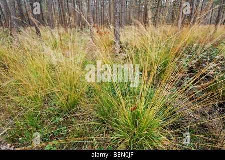 Capelli tufted erba (Deschampsia cespitosa), Belgio Foto Stock