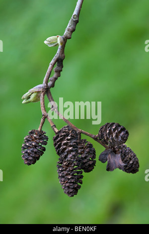 Amenti femminili di Alder (Alnus sp.), Belgio Foto Stock