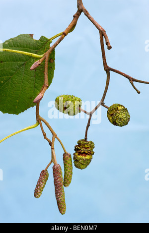 Maschi e femmine di ramoscelli di Alder (Alnus sp.), Belgio Foto Stock