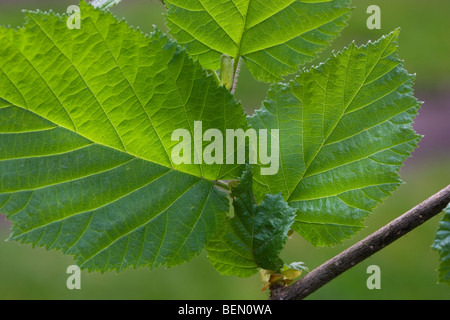 Comune di nocciolo foglie (Corylus avellana) in primavera Foto Stock