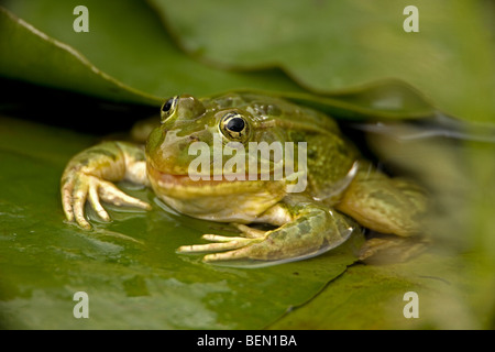 Chiricahua Leopard Frog (Rana chiricahuensis) - Arizona - USA - La deglutizione la sua pelle shed - anche Ramsey Canyon rana di Leopard Foto Stock