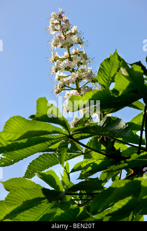 Ippocastano fiori e foglie (Aesculus hippocastanum), Belgio Foto Stock