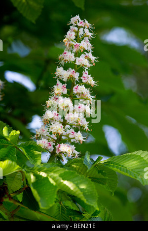 Ippocastano fiori e foglie (Aesculus hippocastanum), Belgio Foto Stock