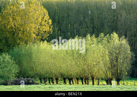 Pollarded salici (Salix sp.) e pioppi campo confinanti, Belgio Foto Stock