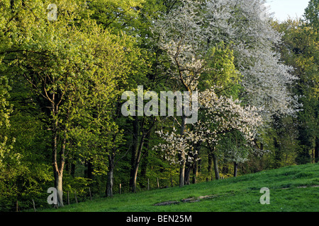 Uccello europeo ciliegio (Prunus padus) in Bloom, Belgio Foto Stock