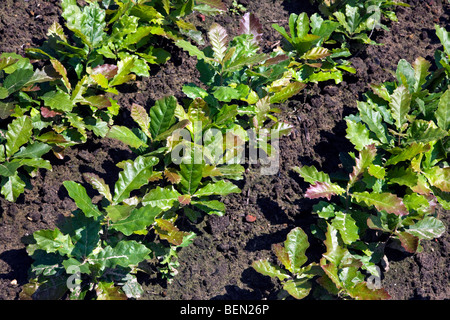 Righe del giovane inglese alberi di quercia (Quercus robur) a tree nursery, Belgio Foto Stock