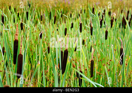Maggiore bullrush / Reedmace seedhead / latifoglie tifa (Typha latifolia) al bordo del lago Foto Stock
