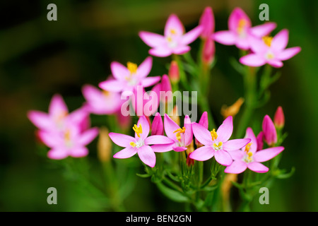 Minore centaury (Centaurium pulchellum), Belgio Foto Stock