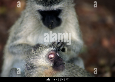 Due scimmie vervet grooming sociale fur sulla testa (Cercopithecus aethiops), il Parco Nazionale Kruger, Sud-Africa Foto Stock