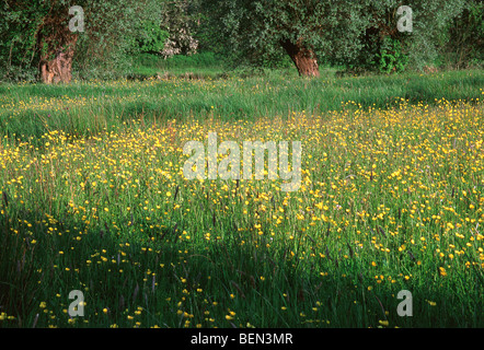 Prati con prato buttercup (Ranunculus acris) e pollard salici (Salix sp.), Belgio Foto Stock