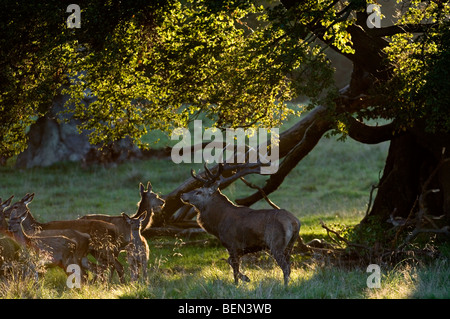 Red Deer mandria (Cervus elaphus) in autunno sotto il vecchio albero di quercia, Danimarca Foto Stock