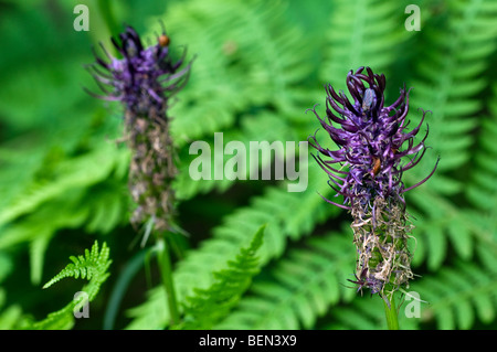 Rampion nero fiori (Phyteuma nigrum), Lussemburgo Foto Stock