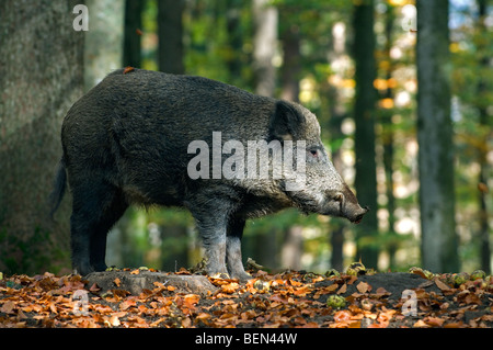 Il cinghiale (Sus scrofa) ritratto nella foresta di autunno nelle Ardenne belghe, Belgio Foto Stock