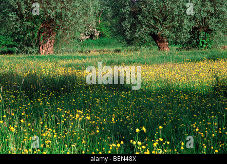 Prati con prato buttercup (Ranunculus acris) e pollard salici (Salix sp.), Belgio Foto Stock