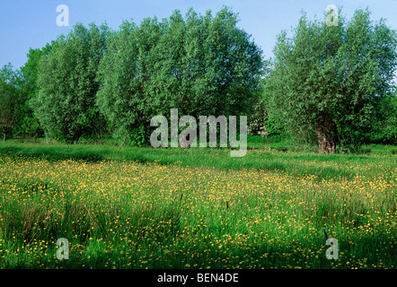 Prati con prato buttercup (Ranunculus acris) e pollard salici (Salix sp.), Belgio Foto Stock