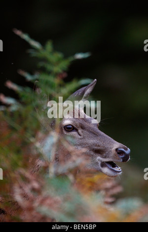 Red Deer Cervus elaphus hind in bracken Foto Stock