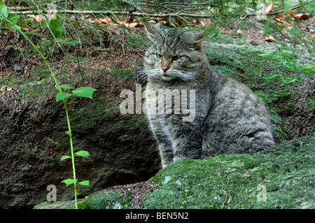 Il gatto selvatico (Felis silvestris) ritratto nella foresta Foto Stock