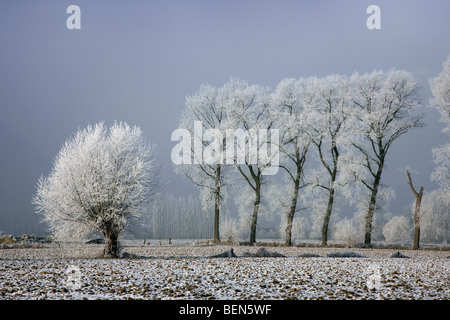 Pollard salici (Salix sp.) e pioppo (Populus sp.) coperto di brina in inverno, Belgio Foto Stock