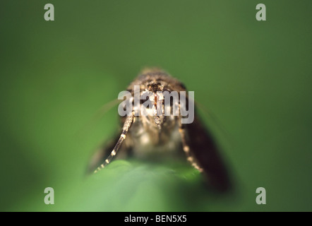 Close-up di rosso (Underwing Catocala nupta), Francia Foto Stock