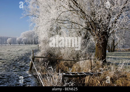 Ponte in legno sul torrente e pollard salici (Salix sp.) e pioppi coperto di brina in inverno, Belgio Foto Stock