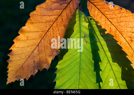 Sweet Chestnut / marron tree (Castanea sativa) le foglie in autunno Foto Stock