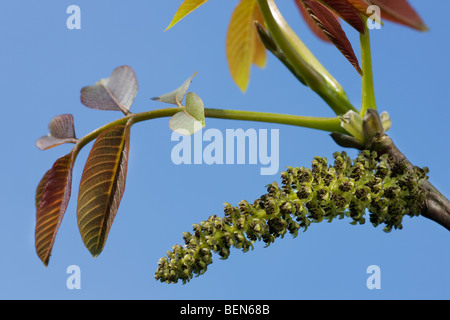 Noce comune / noce Persico / Inglese noce (Juglans regia) mostrando amenti maschili Foto Stock