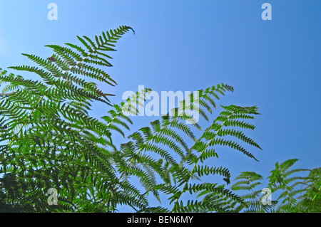 Felce aquilina fronde (Pteridium aquilinum) contro il cielo blu Foto Stock