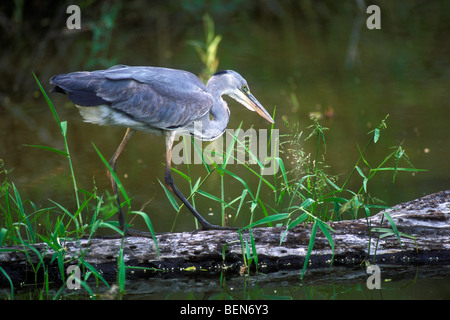 Airone cinerino (Ardea cinerea) nella palude, Kruger NP, Sud Africa Foto Stock