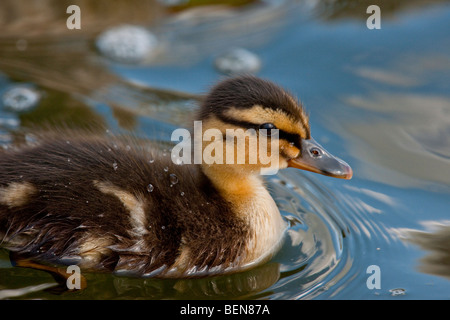 Mallard anatroccolo sul Fiume Tamigi a Henley Foto Stock