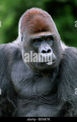 Silverback maschio pianura occidentale (gorilla Gorilla gorilla gorilla) ritratto, Congo, Africa Foto Stock