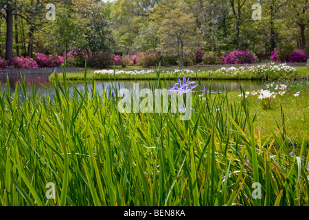 Acqua blu iris blumi lungo le rive di un laghetto a Brookgreen Gardens in Carolina del Sud. Foto Stock