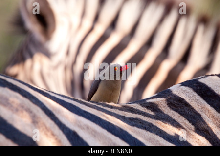 Le pianure Zebra (Equus quagga) con il rosso-fatturati Oxpecker (Buphagus Erythrorhynchus). Foto Stock