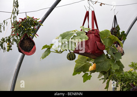 Crescere dei sacchi in Dorset in estate Foto Stock