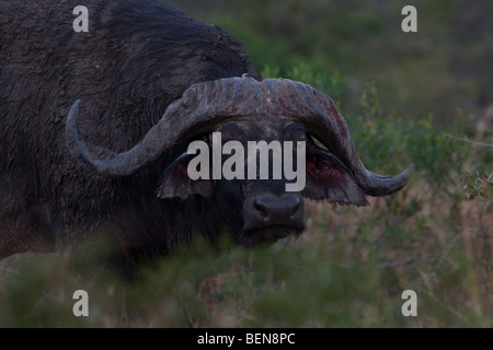 African Buffalo (Syncerus caffer). Ritratto. Inverno, maggio 2009. Hluhluwe-Imfolozi Game Reserve, Kwazulu Natal, Sud Africa. Foto Stock
