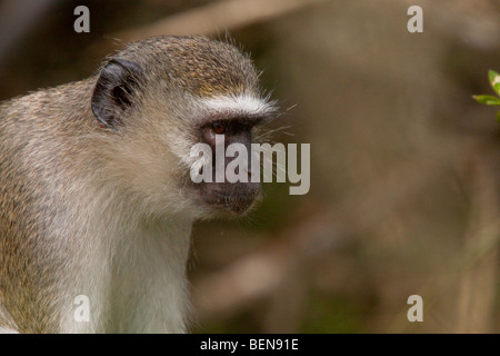 Vervet Monkey (Chlorocebus Pygerythrus). Il Portrait. Il pensatore. Maggio, l'inverno 2009. Ndumo Game Reserve, Kwazulu-Natal, Sud Africa Foto Stock