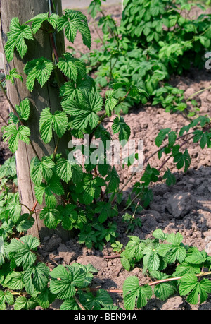 Luppolo (Humulus lupulus) crescente sul picchetto, Belgio Foto Stock