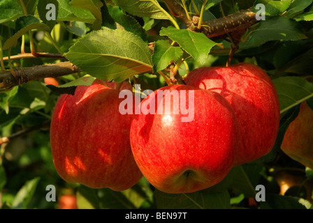 Apfel am Baum - Apple su albero 13 Foto Stock