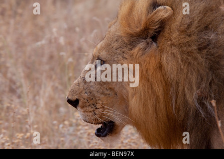 Lion maschio (Panthera Leo). Profilo laterale. Balule, maggiore parco nazionale Kruger, Sud Africa. Foto Stock