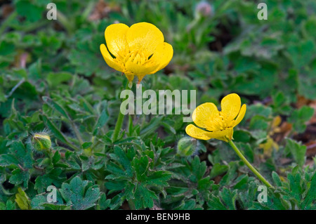 Ranuncolo bulboso / San Antonio rapa (Ranunculus bulbosus) fioritura nella prateria Foto Stock