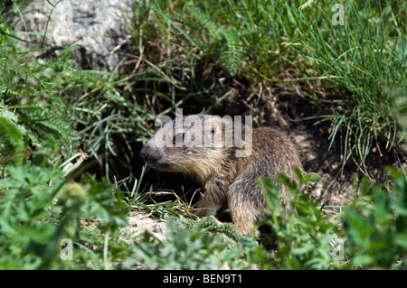 Alpine giovane marmotta (Marmota marmota) seduta vicino scavano, il Parco Nazionale del Gran Paradiso, Alpi Italiane, Italia Foto Stock