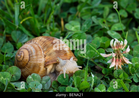 Lumache commestibili / Burgundy / lumaca lumaca Romano (Helix pomatia) rovistando tra chiodo di garofano in Prato Foto Stock