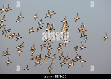 Eurasian wigeons / fischione / Eurasian fischione (Anas penelope / Mareca penelope) gregge in volo in inverno Foto Stock