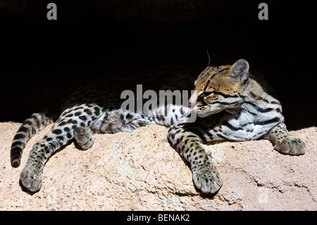 Ocelot (da Leopardo pardalis / Felis pardalis), gatto selvatico originario del Sud e America centrale, appoggiato sulla roccia nella grotta, Arizona, USA Foto Stock