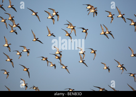 Eurasian wigeons / fischione / Eurasian fischione (Anas penelope / Mareca penelope) gregge in volo in inverno Foto Stock